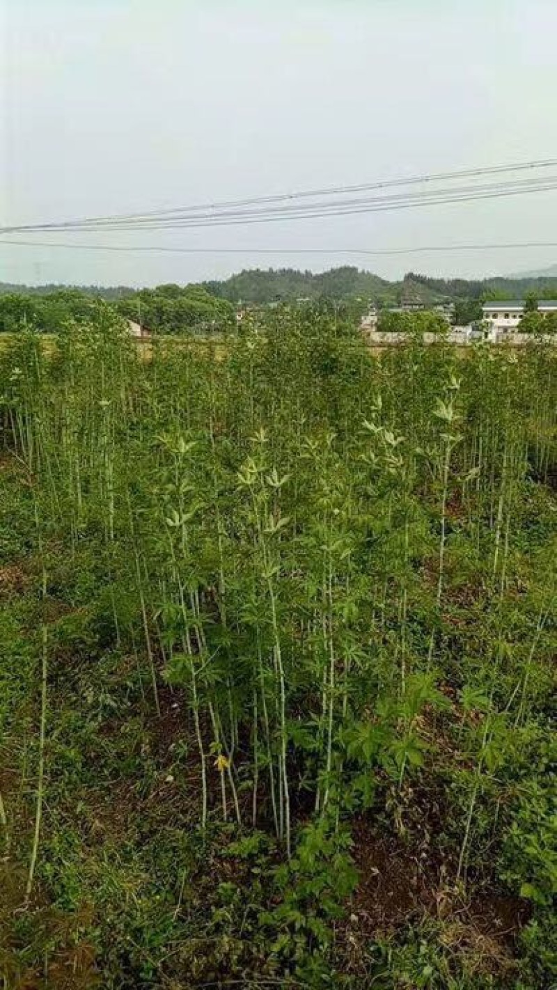 覆盆子苗
