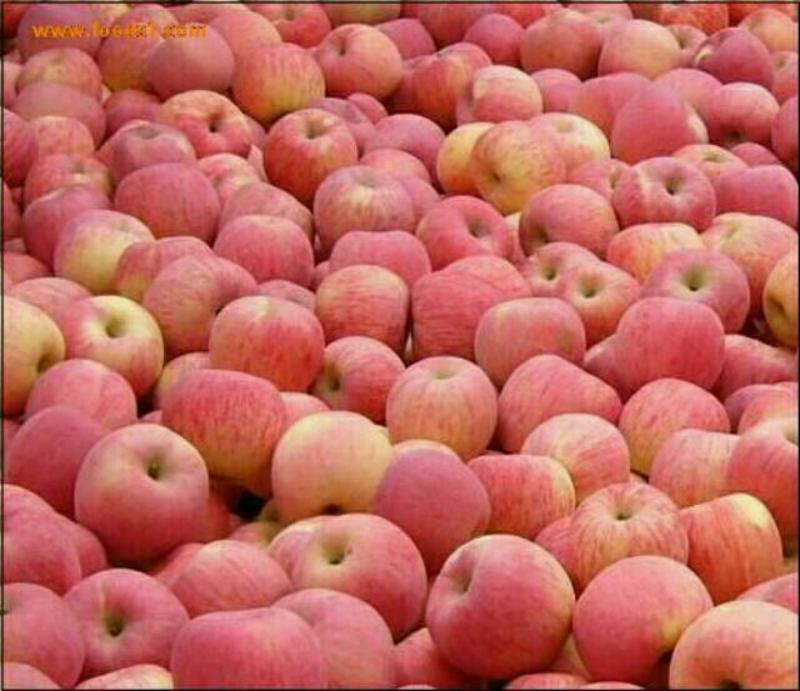 山东红富士，红富士苹果供应之中，货源充足，质量保证。