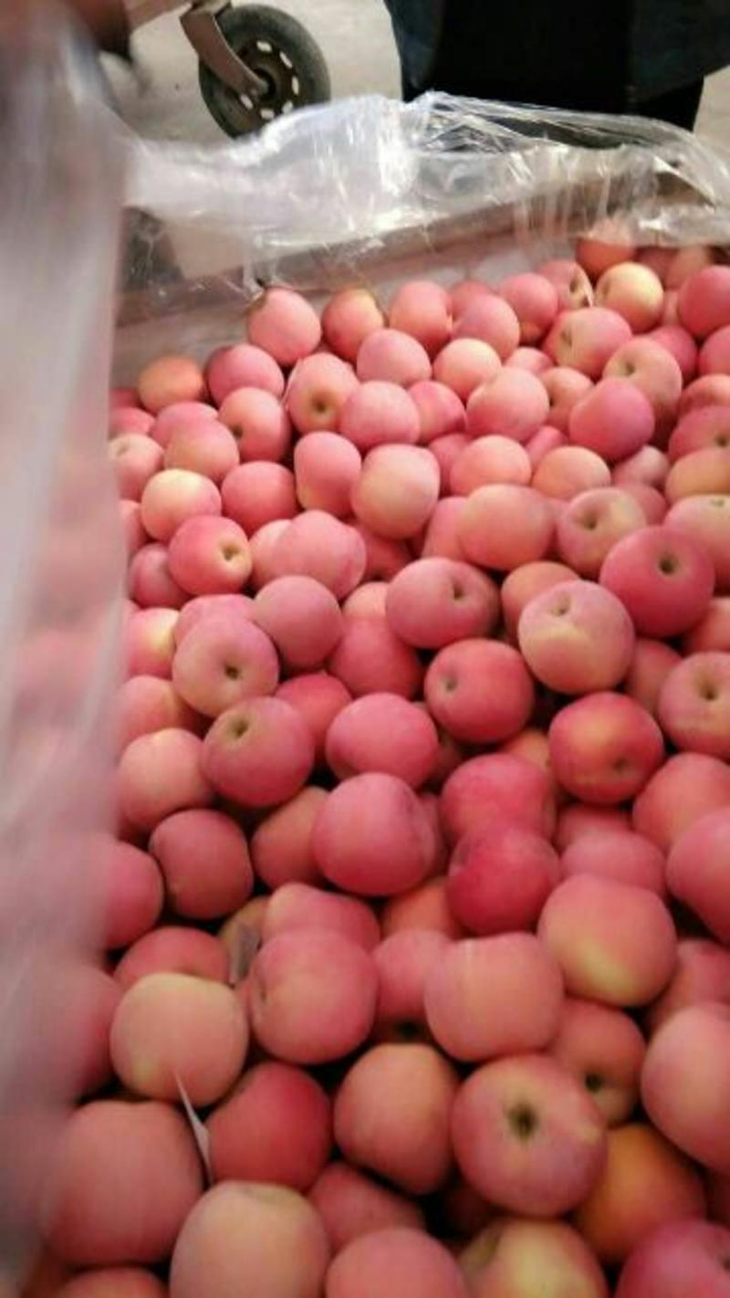 山东红富士苹果大量出货货源充足质量保证按质量论价