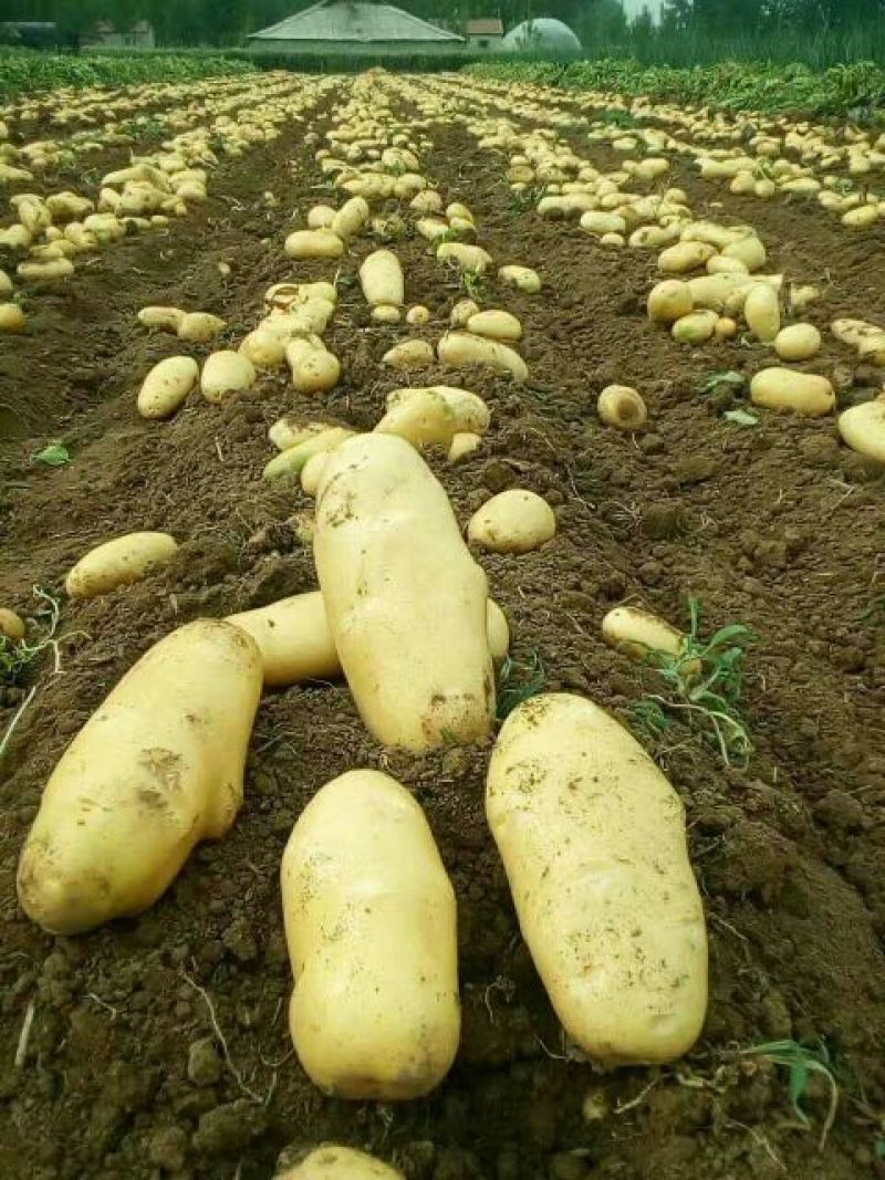 【推荐】河南通许荷兰十五土豆精品2两以上货源充足专业代办