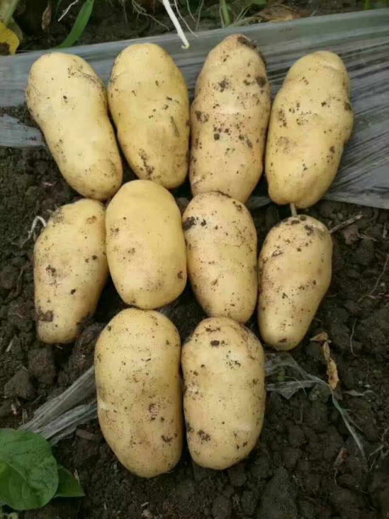 【推荐】河南通许荷兰十五土豆精品2两以上货源充足专业代办
