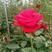 红玫瑰苗鲜切花月季种苗10~20cm价格可以详谈