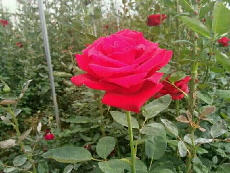 红玫瑰苗鲜切花月季种苗10~20cm价格可以详谈