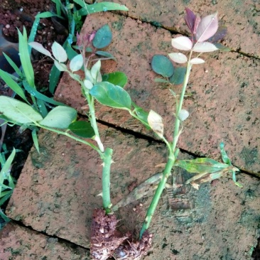 红玫瑰苗鲜切花月季种苗10~20cm价格可以详谈