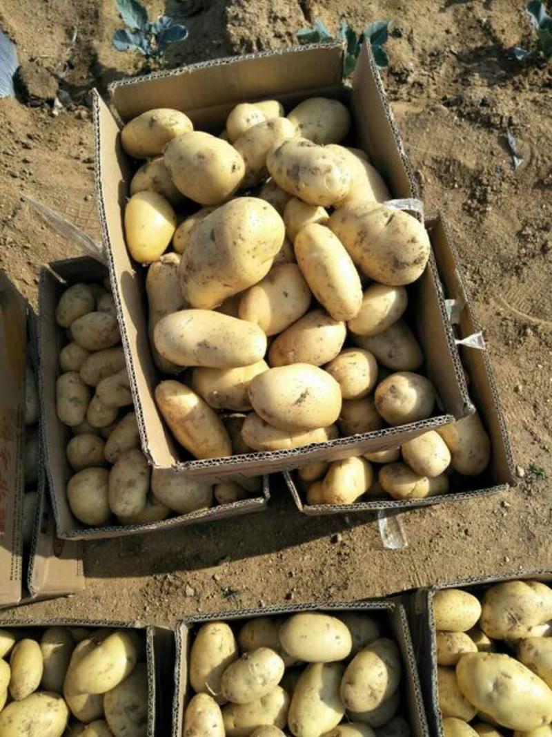 [荐]荷兰十五土豆精品货源充足品质保证精品