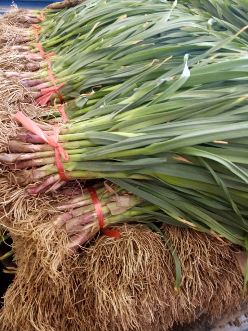 蒜苗50~60cm，货源充足，产地直销欢迎老板进店选购