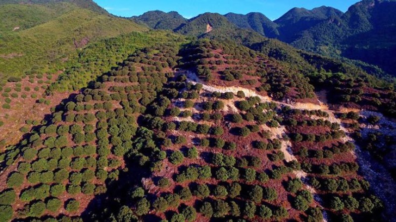 东魁杨梅