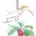东魁杨梅