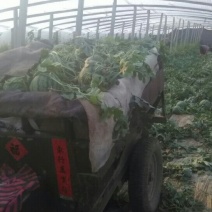 山东潍坊安丘红沙沟甜王双星西瓜7斤打底9成熟1茬