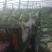 山东潍坊安丘红沙沟甜王双星西瓜7斤打底9成熟1茬