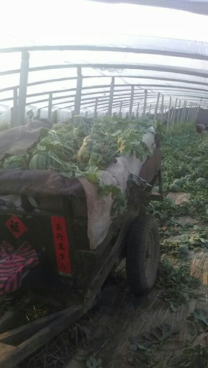 山东潍坊安丘红沙沟甜王双星西瓜7斤打底9成熟1茬