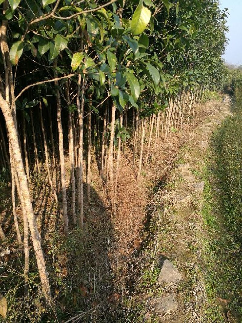 桂花苗120cm以上