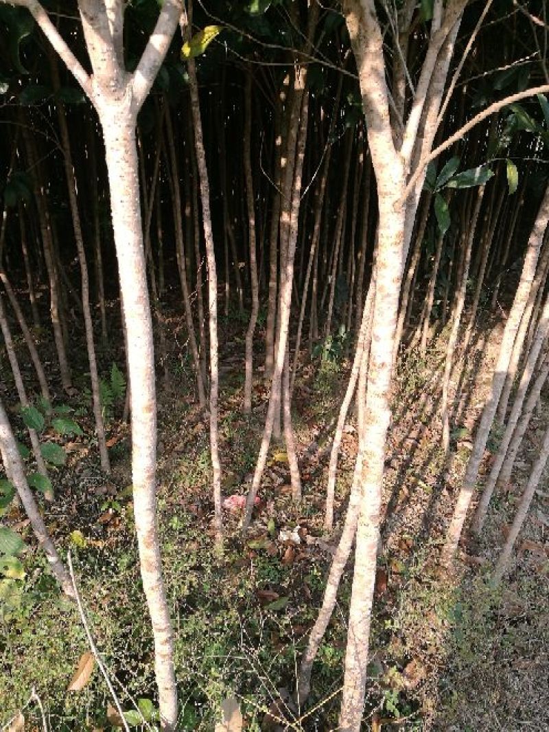 桂花苗120cm以上