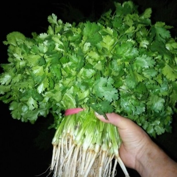 大叶香菜15~20厘米以上