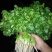 大叶香菜15~20厘米以上