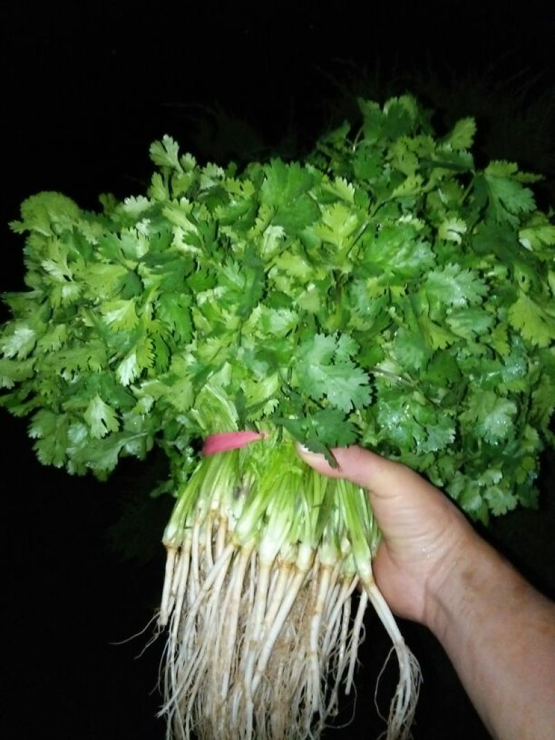 大叶香菜15~20厘米以上