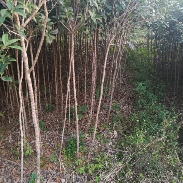 桂花苗120cm以上
