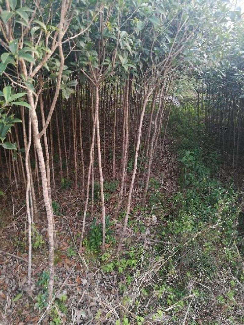 桂花苗120cm以上