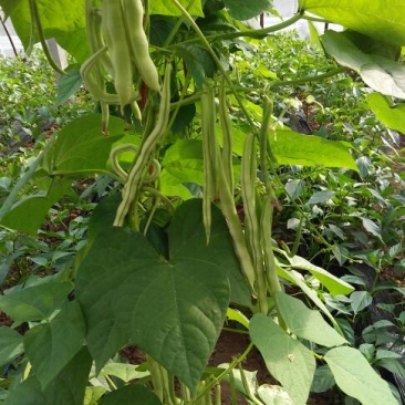 九粒白芸豆20cm以上