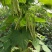 九粒白芸豆20cm以上