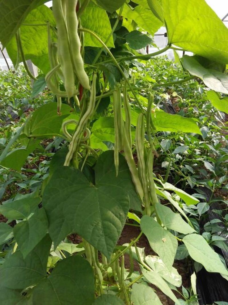 九粒白芸豆20cm以上