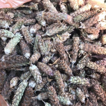 夏枯草