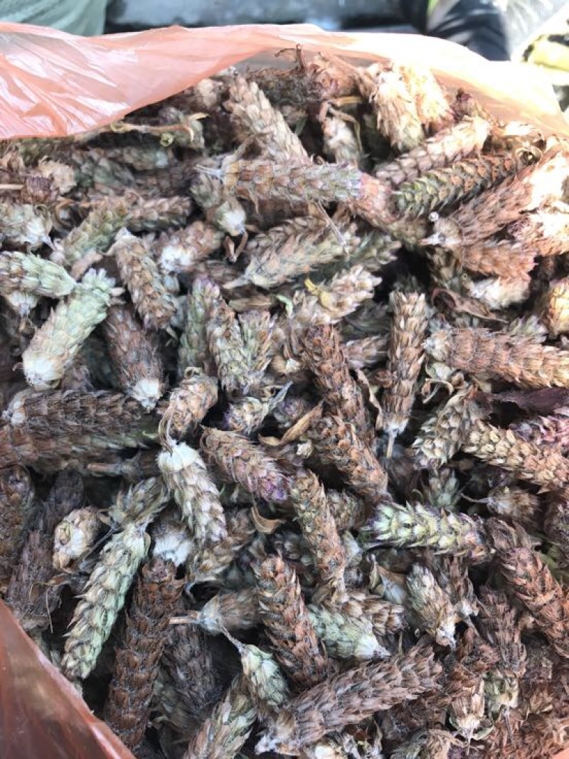 夏枯草