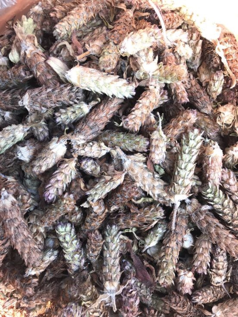 夏枯草