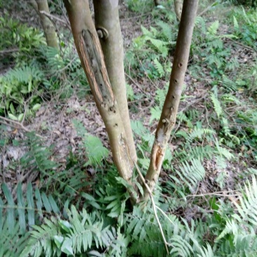 沉香木10cm以下