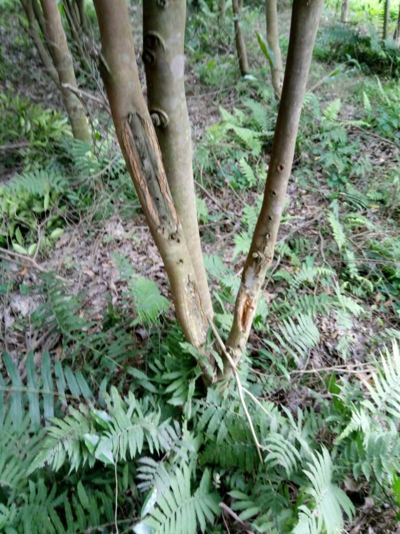沉香木10cm以下