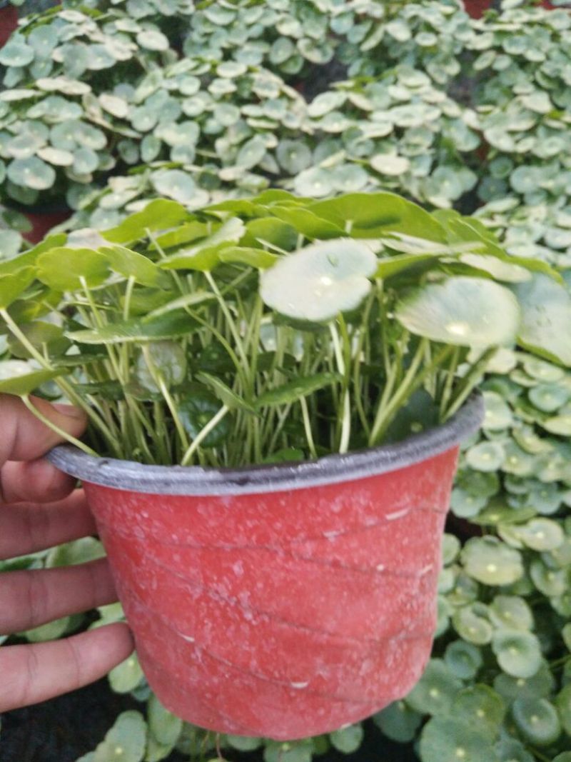 铜钱草