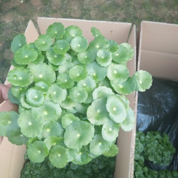 铜钱草