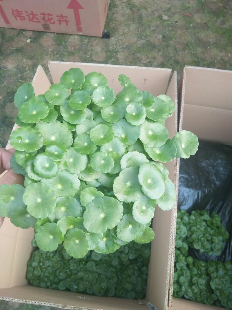 铜钱草