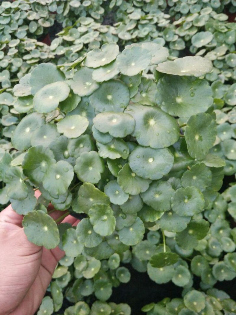 铜钱草