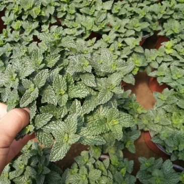 薄荷苗