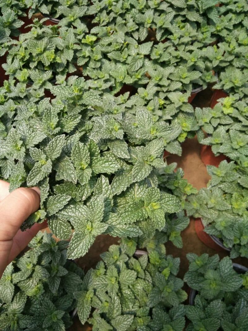 薄荷苗