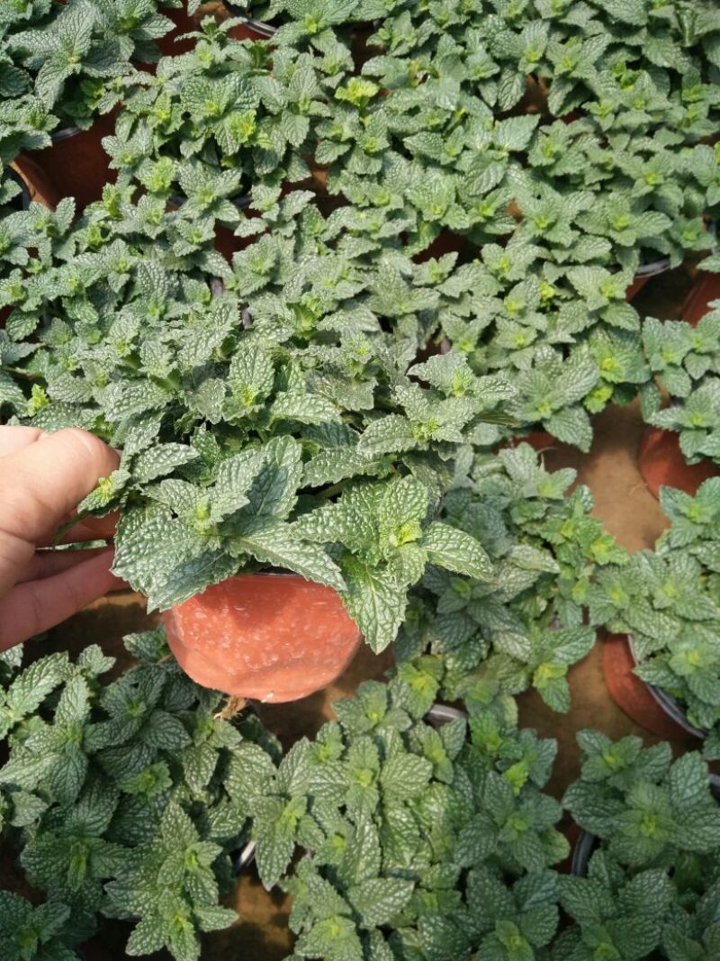 薄荷苗