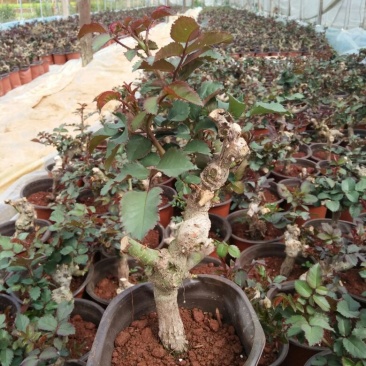 玫瑰盆花带盆栽好