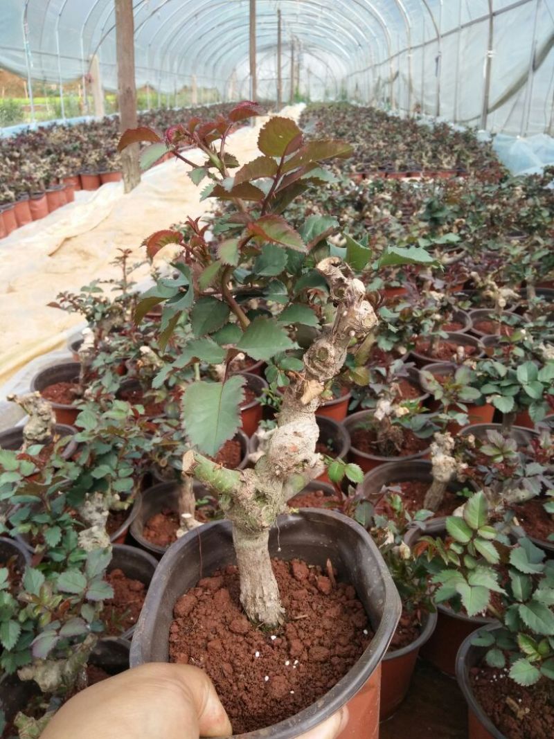 玫瑰盆花带盆栽好
