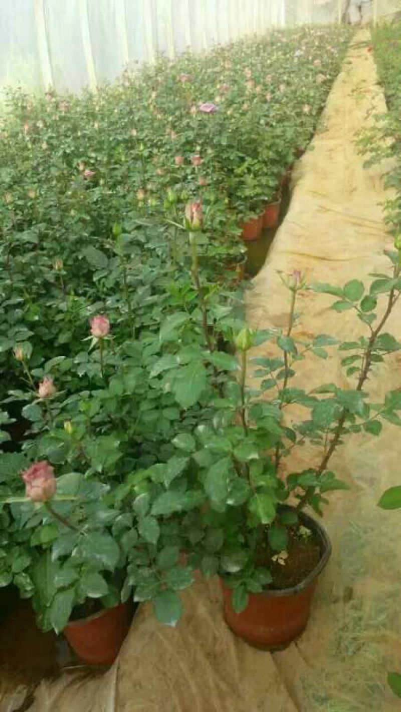 玫瑰盆花带盆栽好