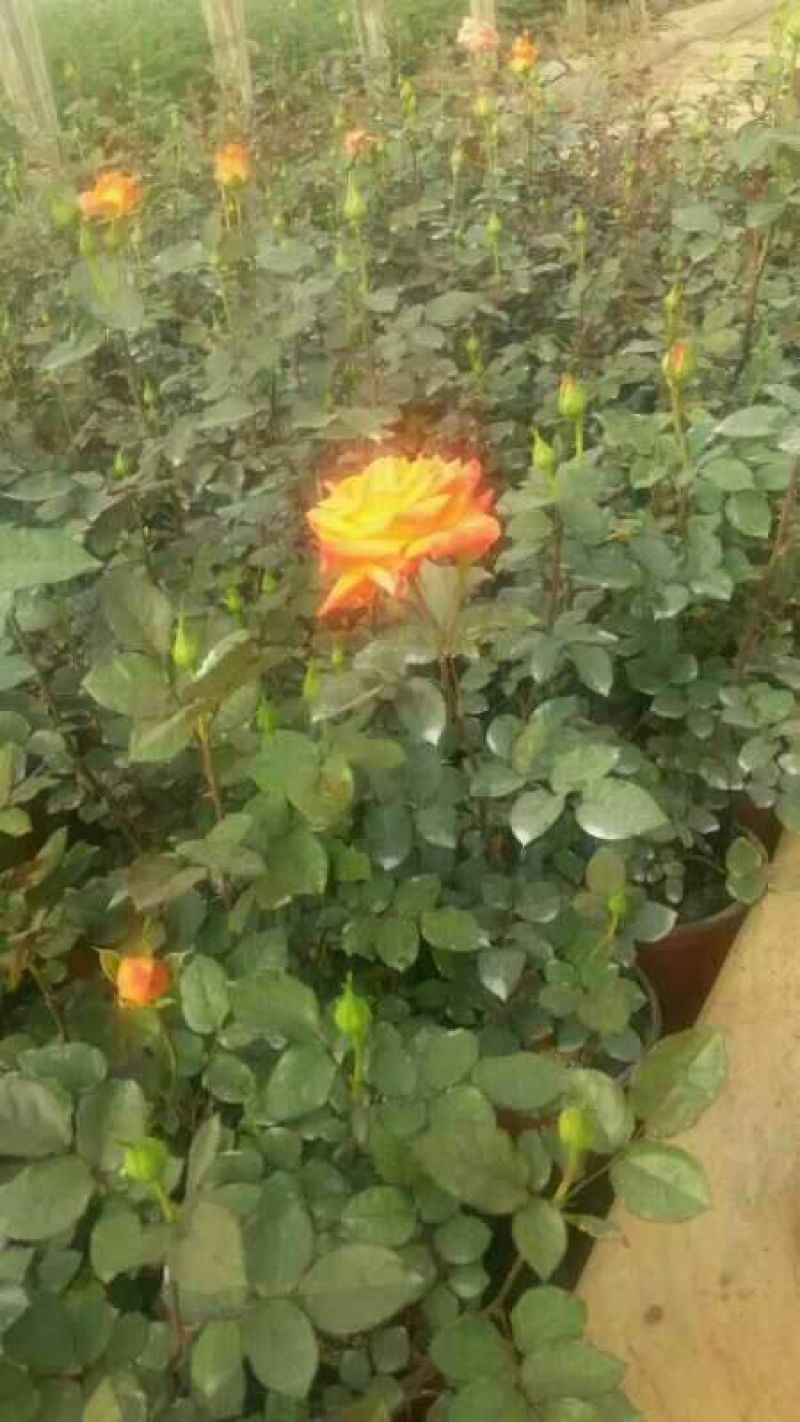 玫瑰盆花带盆栽好