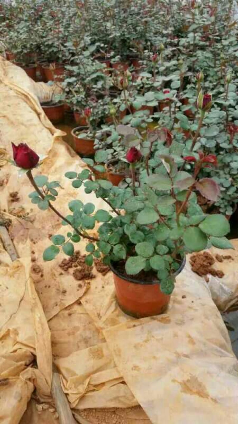 玫瑰盆花带盆栽好