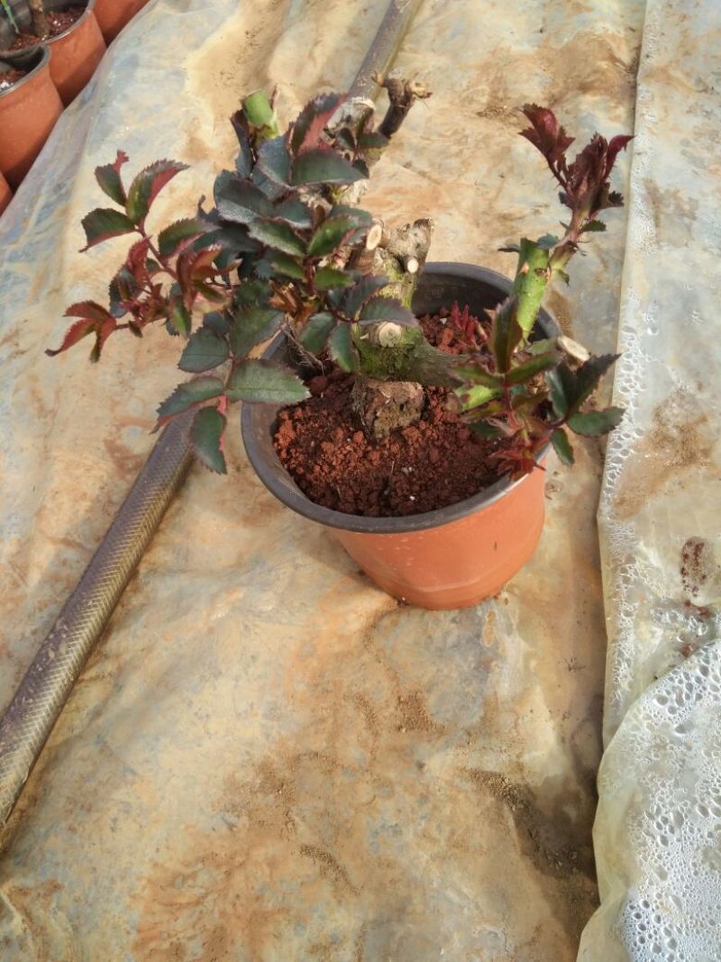 玫瑰盆花带盆栽好
