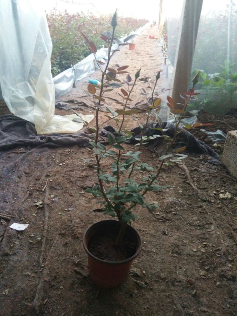 玫瑰盆花带盆栽好