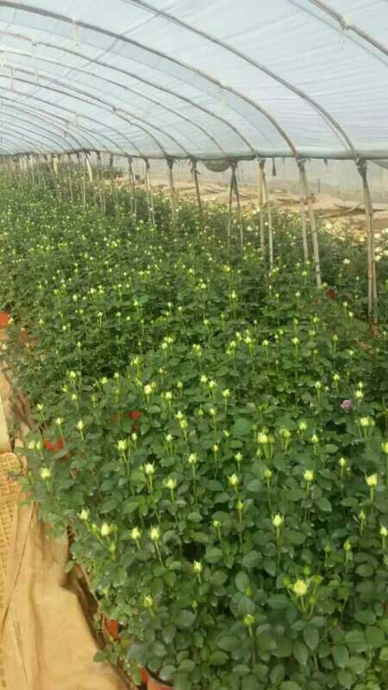 玫瑰盆花带盆栽好