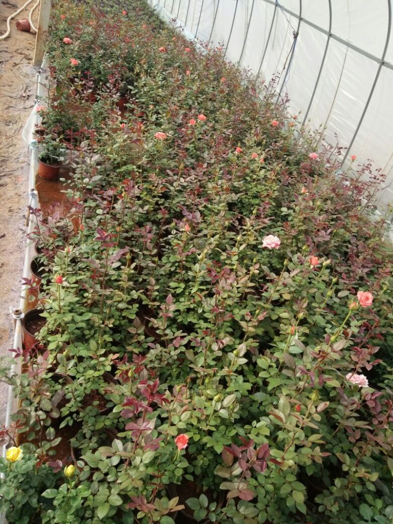 玫瑰盆花带盆栽好
