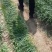 收割机韭菜收割机