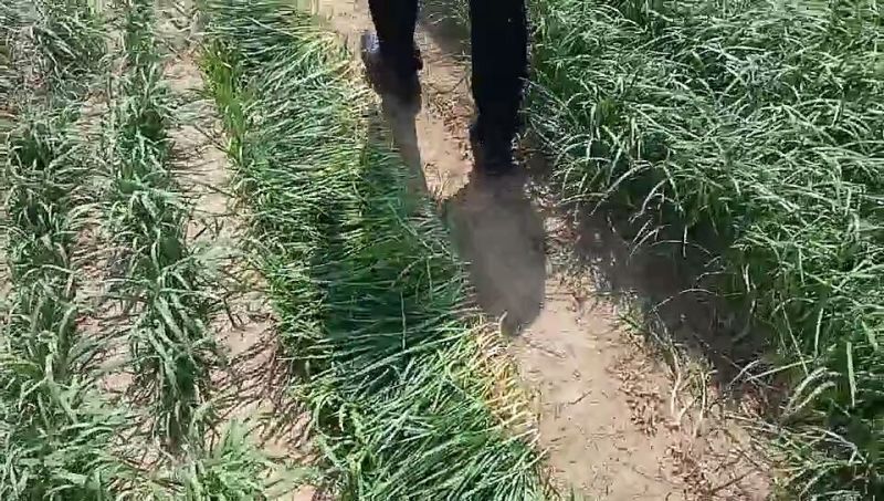 收割机韭菜收割机