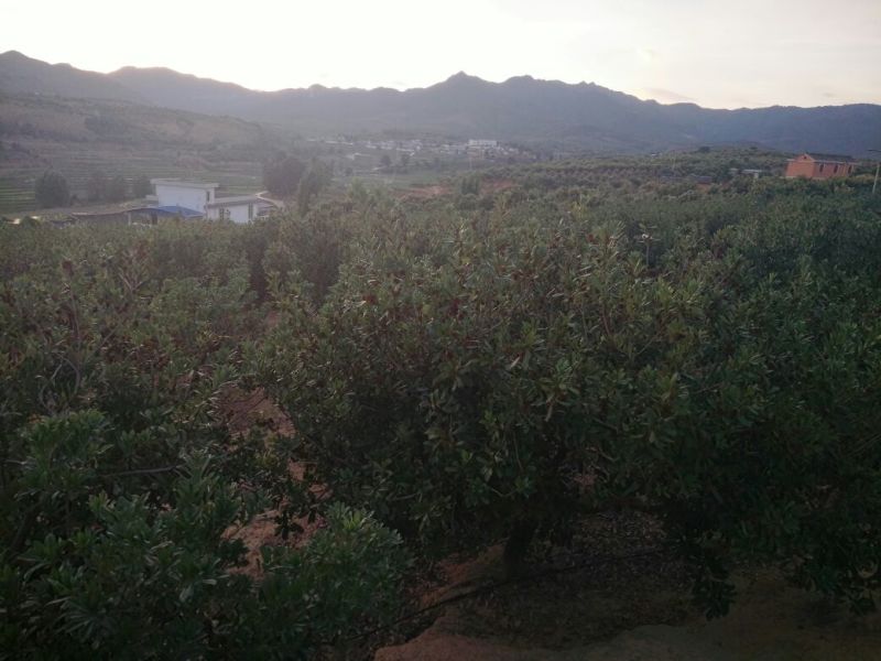 东魁杨梅2.5~3cm