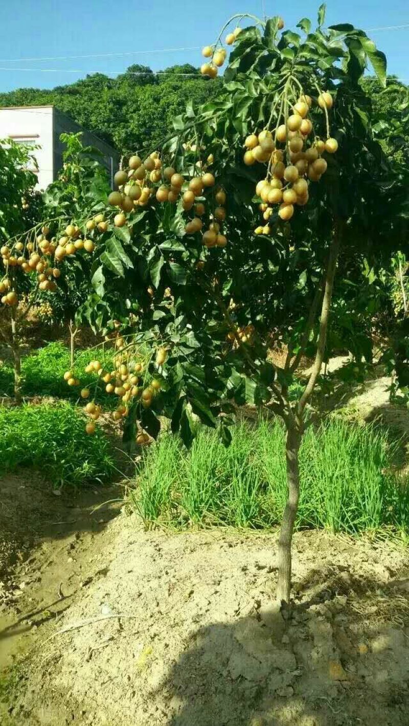 无核黄皮果苗20~30cmcm